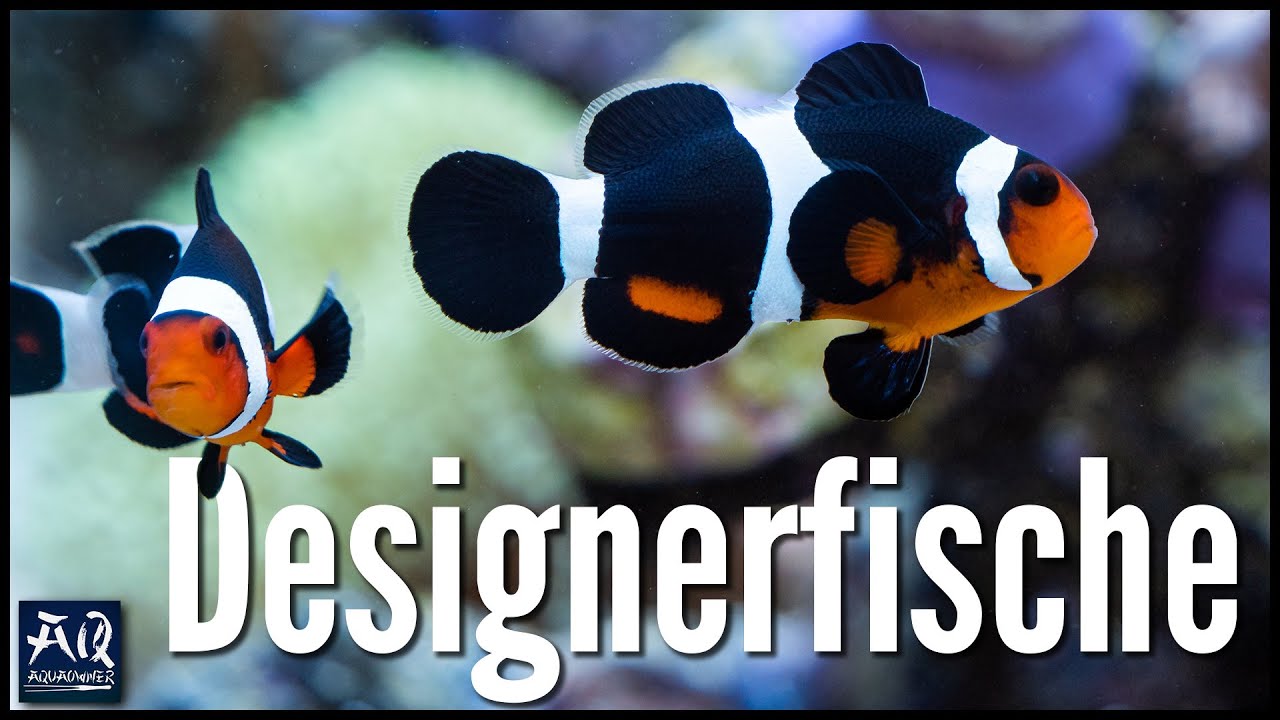 So h&auml;ltst du Clownfische im Aquarium | AquaOwner
