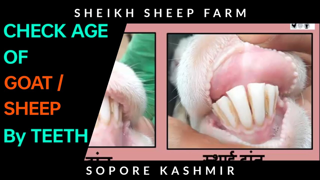 How to check age of sheep / goat by teeth #sheepfarming
