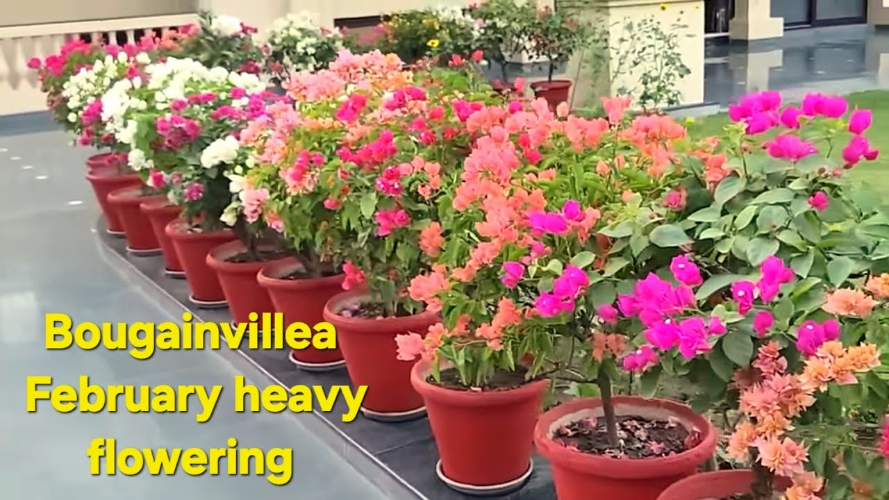 Bougainvillea February work for heavy flowering || फरवरी में बोगनविला मे काम ज्यादा फूल के लिए ||