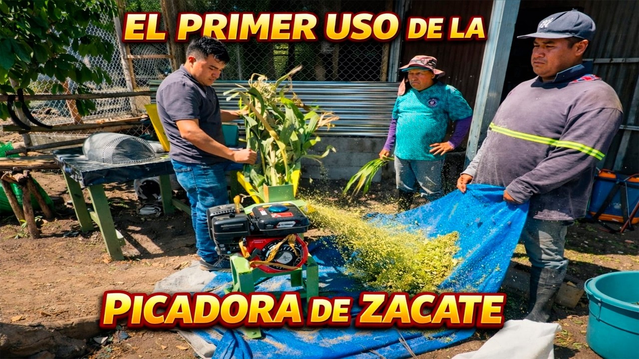 Así fue el PRIMER USO de la PICADORA DE ZACATE de nuestra Finca