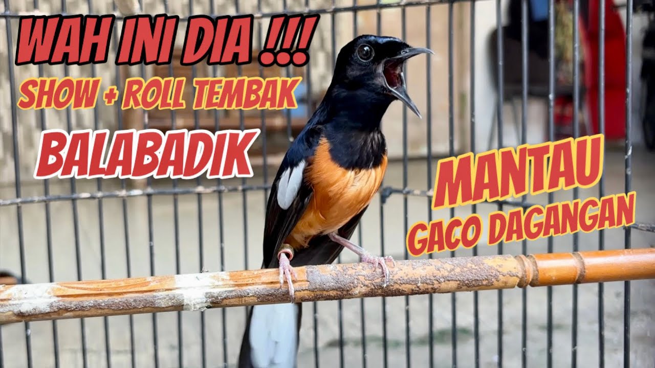 Dijual Murai Balabadik Hasil Pantauan ke Bekasi ‼️