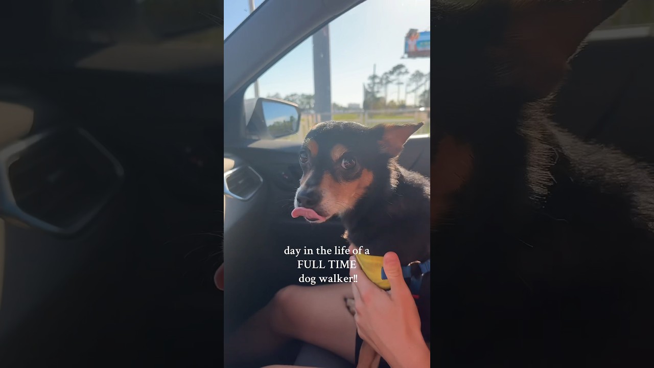 day in the life of a full time pet sitter!!🥹🤍 #dayinthelife #vlog #relatable #shorts