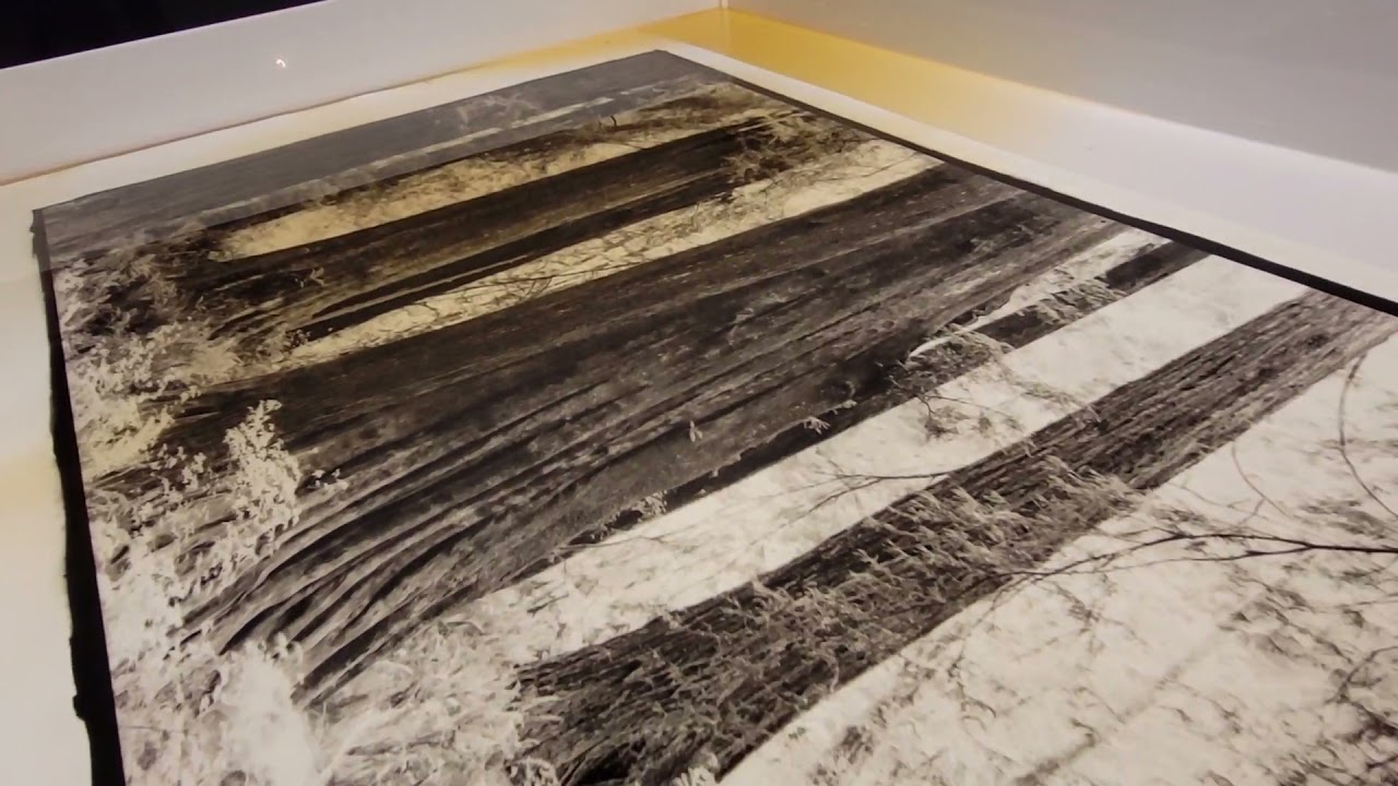 Red wood XXL Platinum print .
