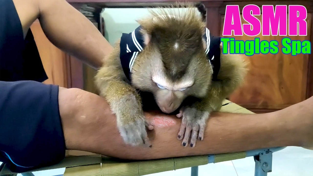 ASMR Monkey Deed Cell LEG | Dr. LYLY Scratches & Taps For Maximum Tingles & Deep Sleep