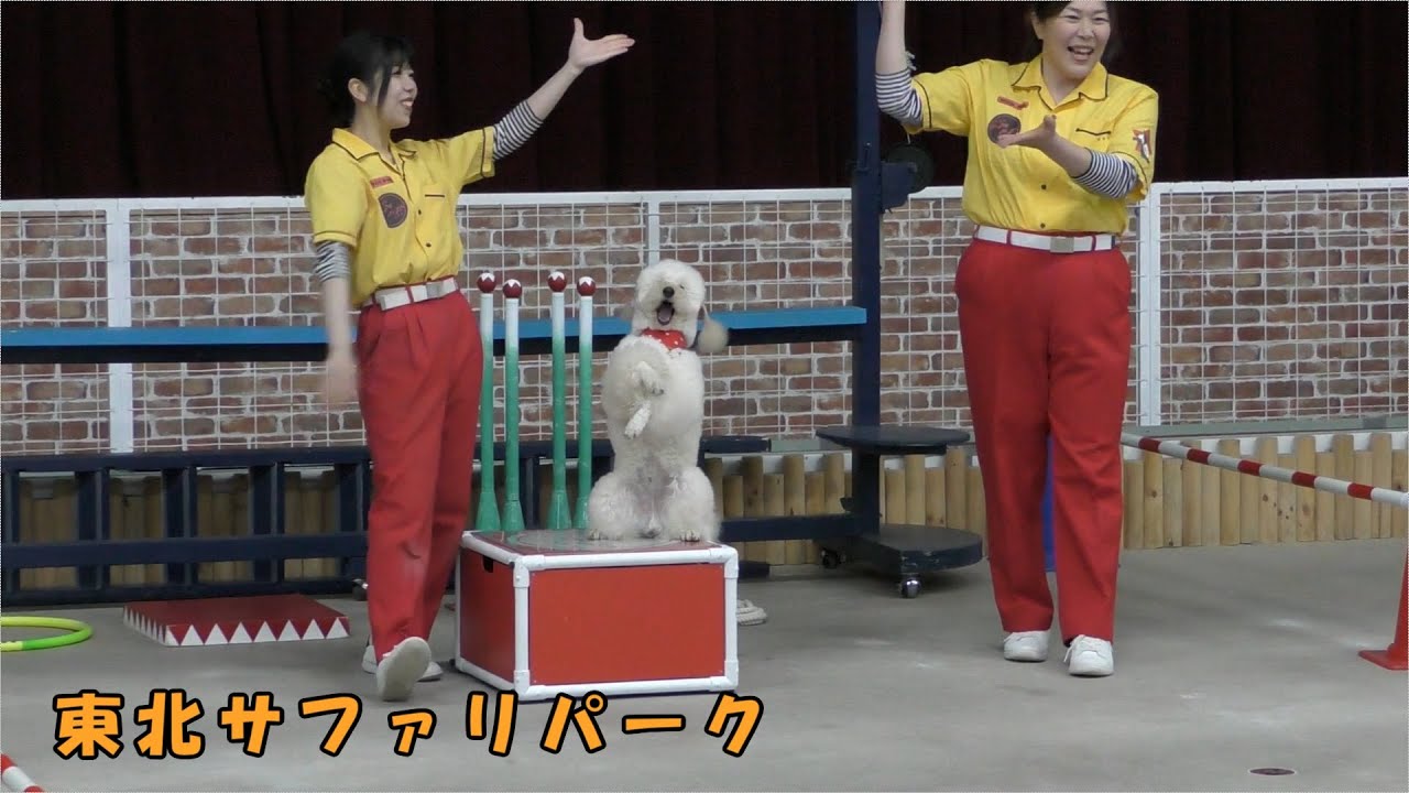 【東北サファリパーク】Wonder Zoo（Dogサーカス）