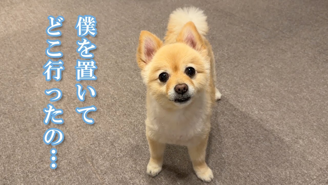 2日間のお留守番を終えた愛犬がこうなりました…