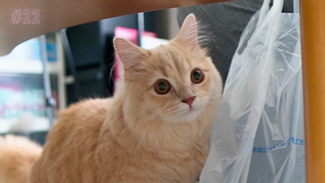 【ドキドキ】プチ人見知りの子猫は初対面の人とも仲良くできる？♯22