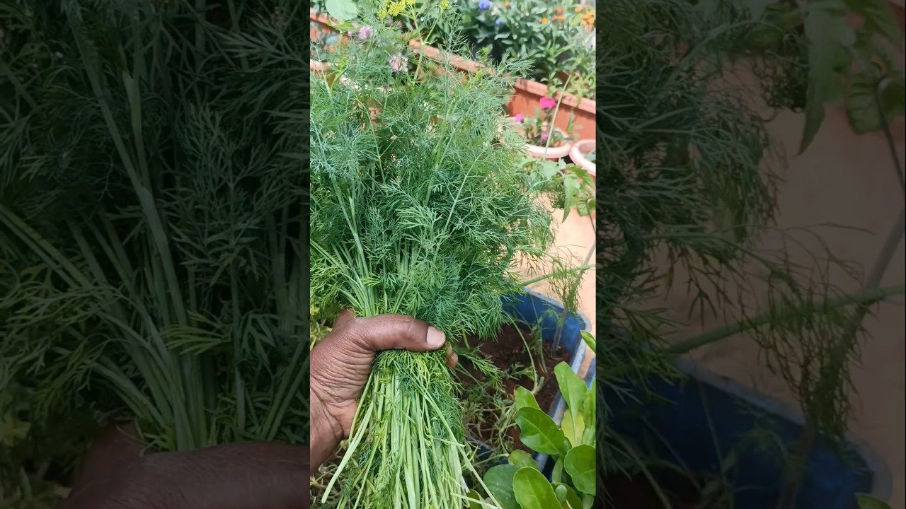 Harvesting fresh Green Leafy Vegetables 