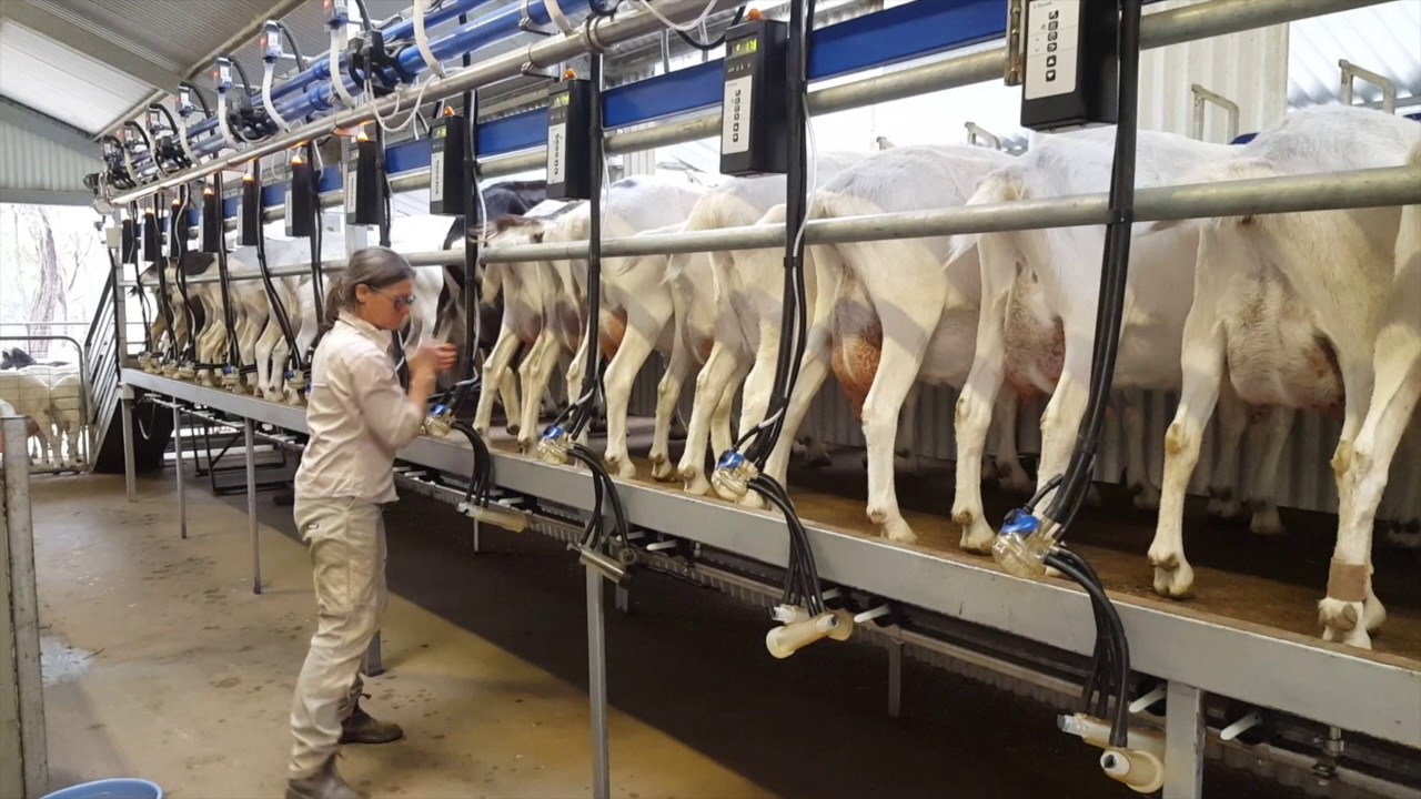 DeLaval Organic Goat Milking Solution