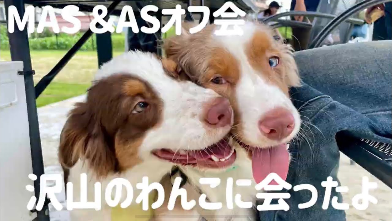 【MAS&ASオフ会】沢山の可愛いわんこに会いました！