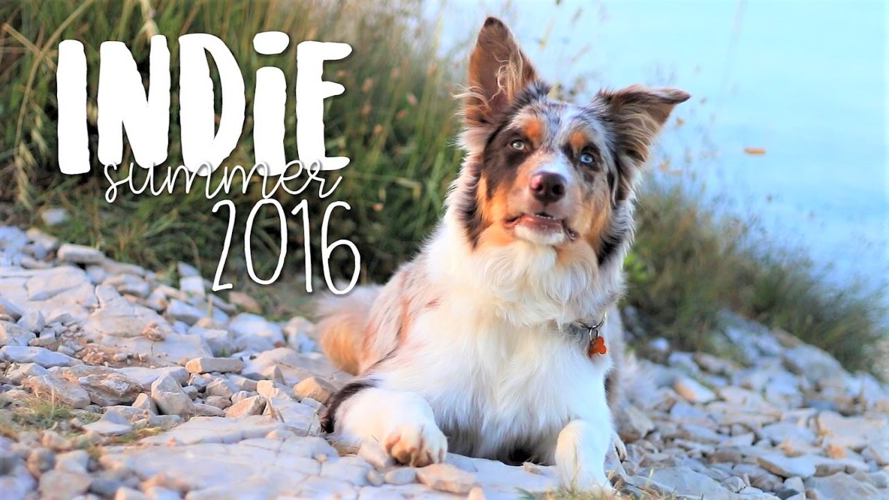 SUMMER 2016 | Border Collie Indie [5-9 months] ♥