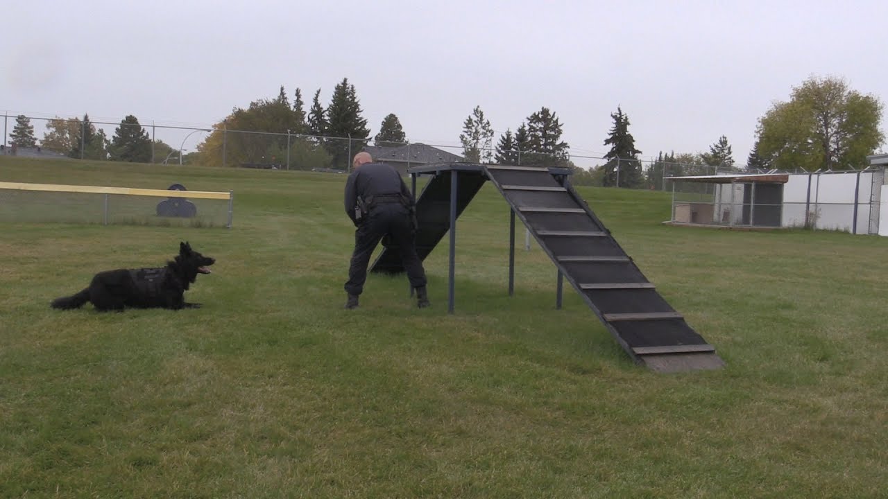 Edmonton police canine unit top dogs in Canada