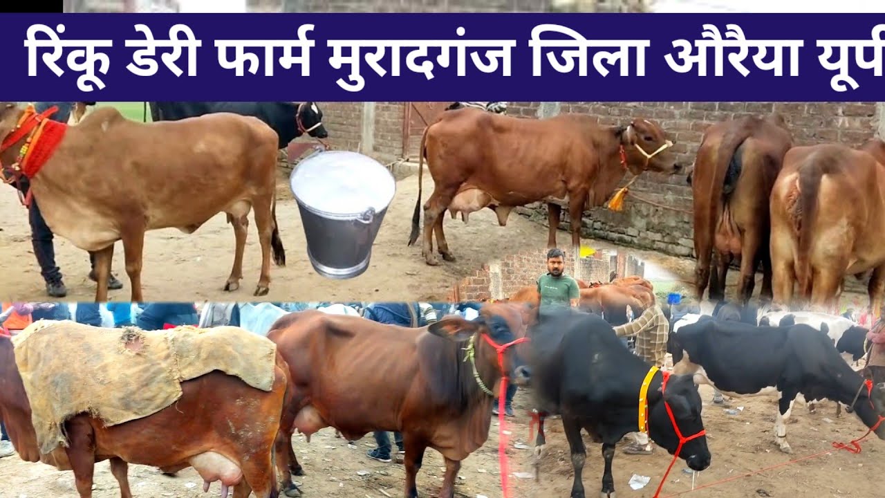 Cow for sale | Rinku dairy farm muradganj | साहिवाल का शानदार लोट | Cow for sale #govindrajput 