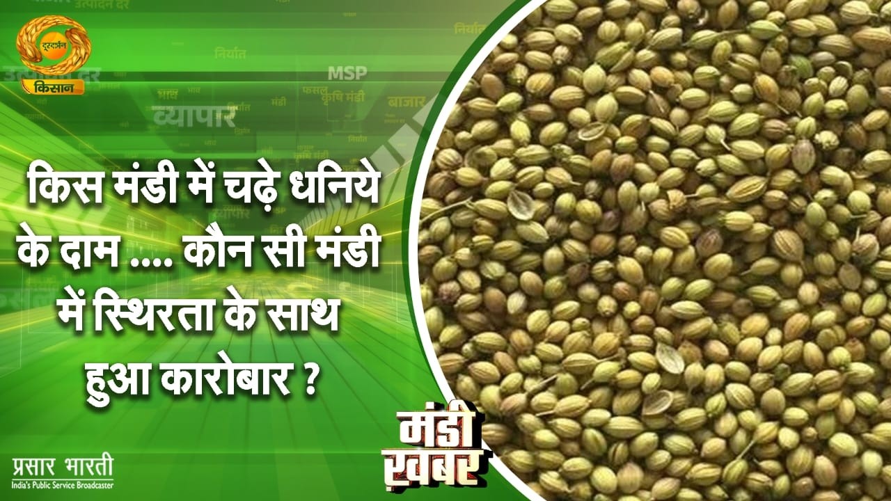 Mandi Khabar | किस मंडी में चढ़े धनिये के दाम, कौन सी मंडी में स्थिरता के साथ हुआ कारोबार?