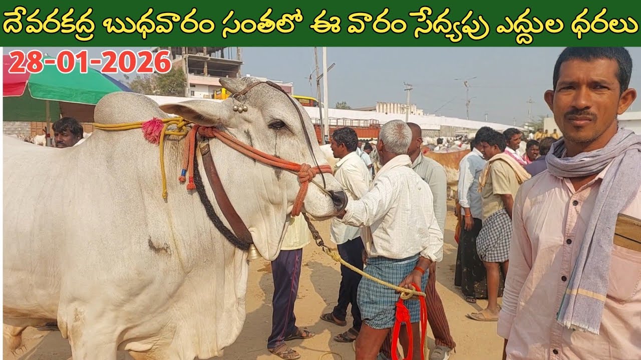 దేవరకద్ర బుధవారం ఎద్దుల సంత | Devarakadra Bull market | Oxen prices | 28-01-2026 
