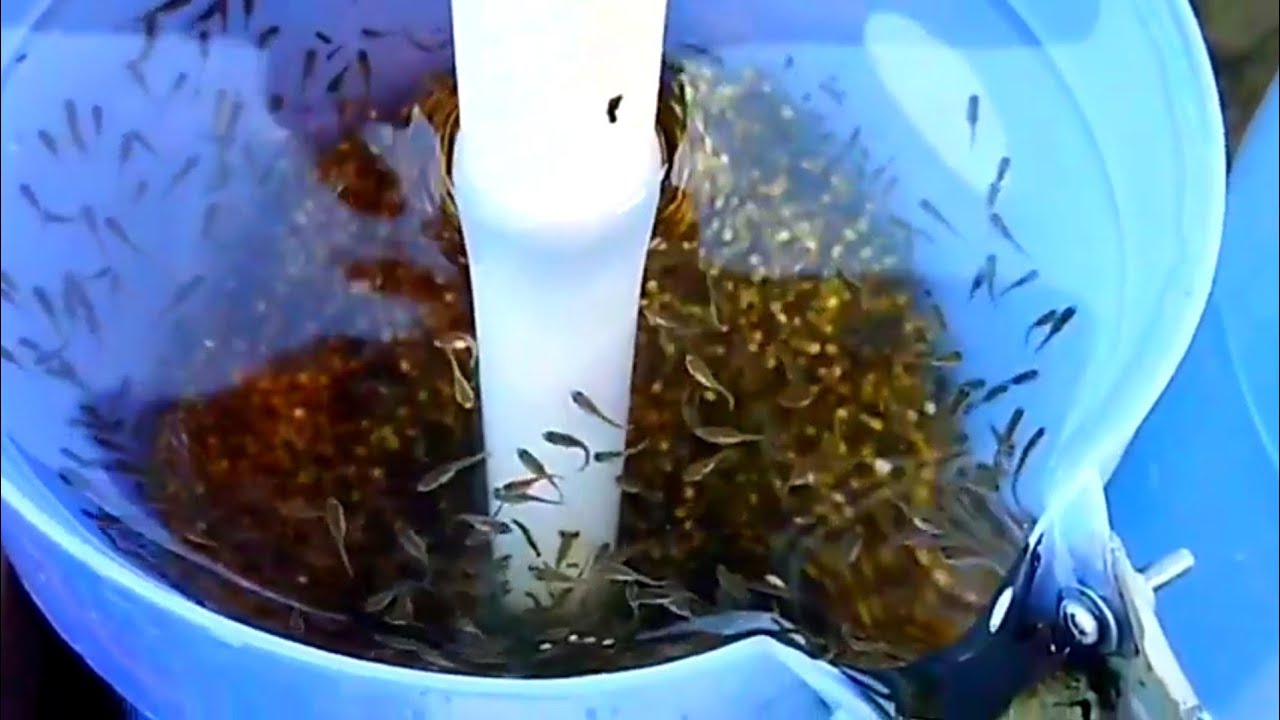 pemijahan ikan nila secara masal dengan sistem modern