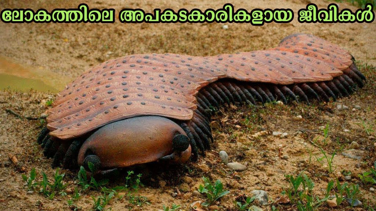 ലോകത്തിലെ അപകടകാരികളായ പത്ത് ജീവികൾ