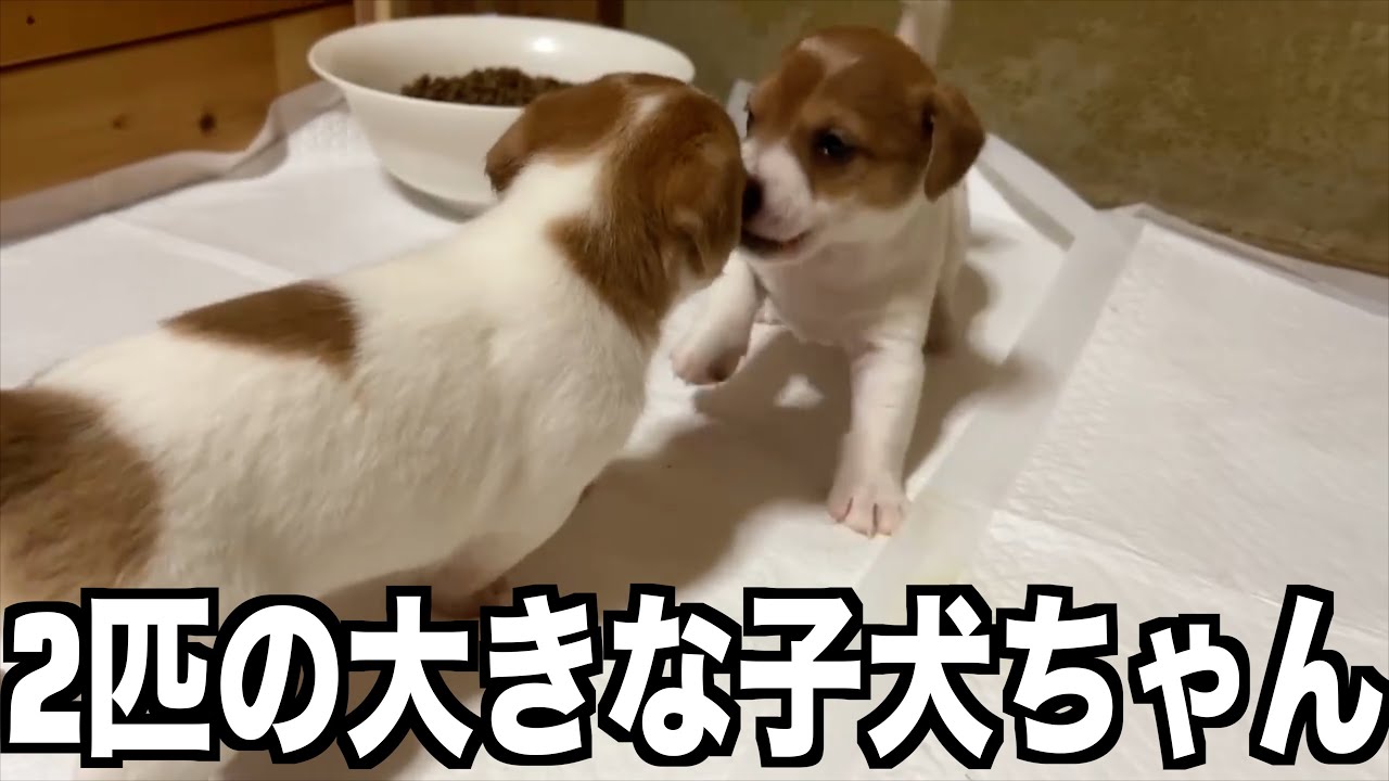 【ジャックラッセルテリア】大きな2匹の可愛い子犬ちゃん【にくきゅう】