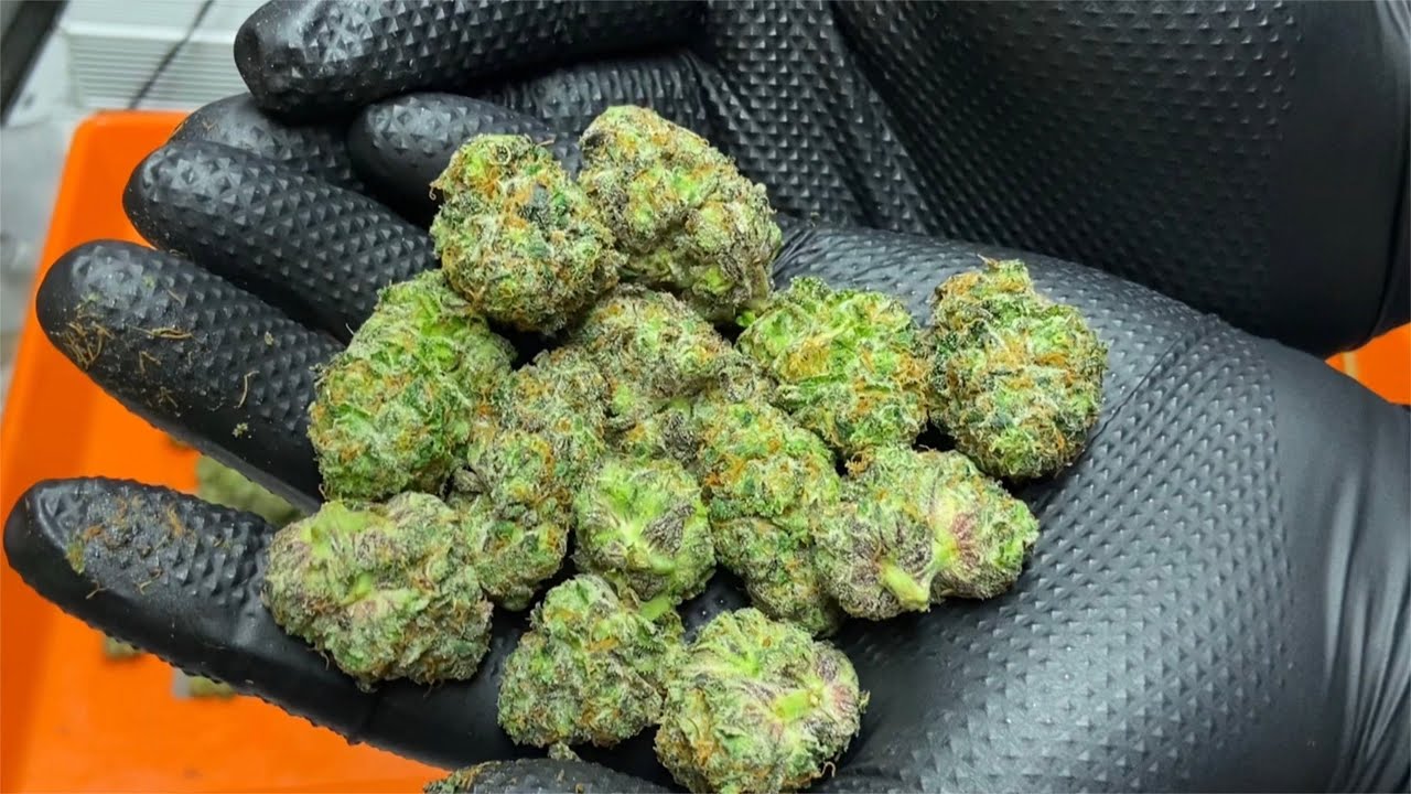 Wet Trimming Cannabis - Hand Trim vs AC Infinity Bowl Trimmer