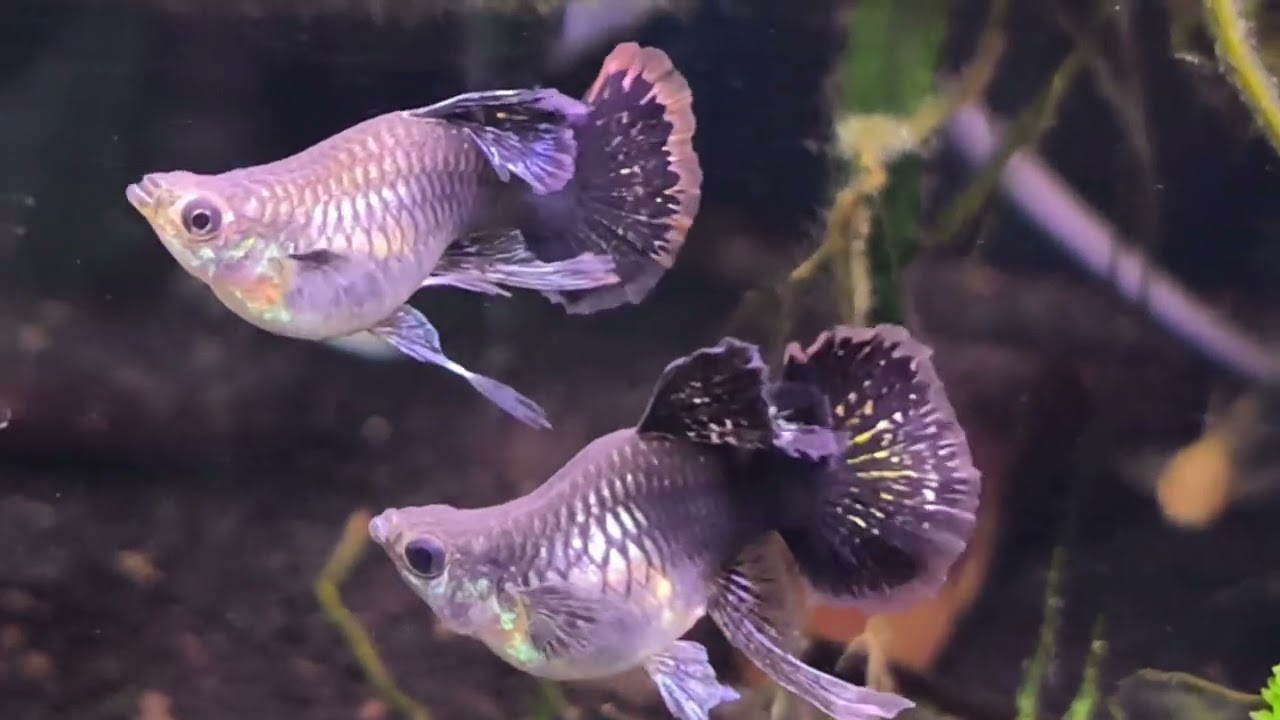 Red Dragon Short Body Ribbon Fin C Guppy