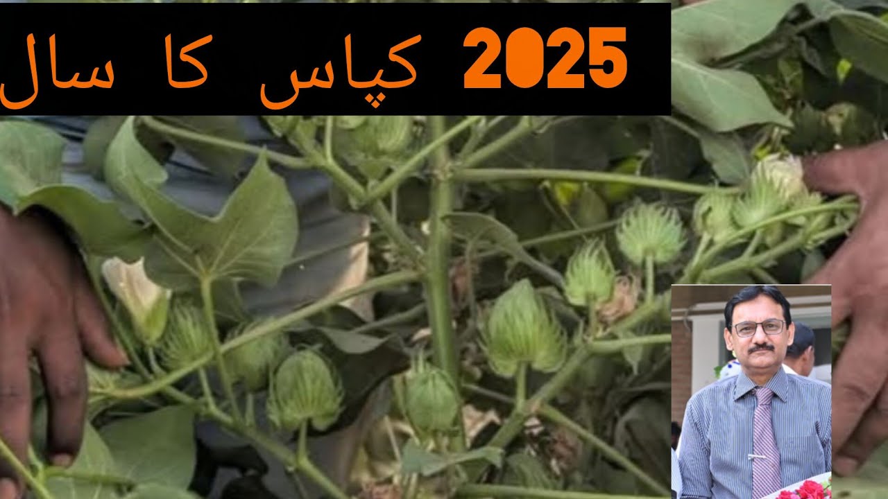 کپاس کا اہم ترین مرحلہ،انتہائی اہم اور توجہ طلب