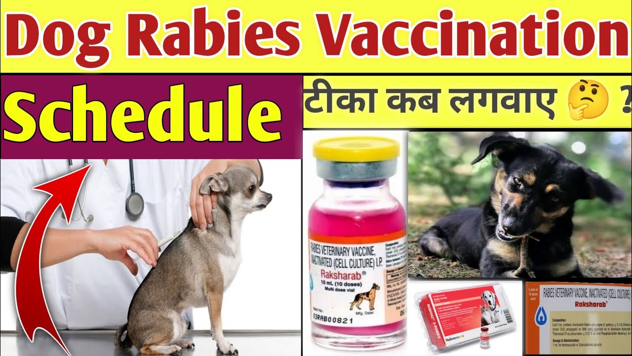 Rabies का टीका कब लगवाए 🤔 ? || Anti - Rabies Vaccination Schedule In Dogs || Dog Rabies Vaccination