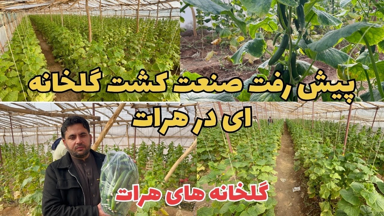 پیشتازی هرات در صنعت کشت گلخانه‌ای درافغانستان