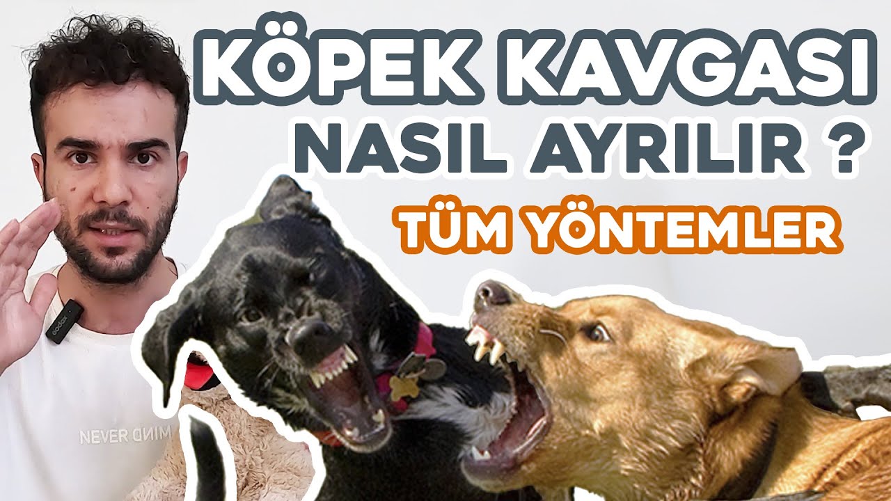 Köpek Kavgası Nasıl Ayrılır? Bütün Yöntemler Detaylı Anlatım