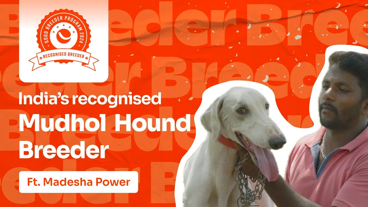 Mudhol Hound: Desi Dog Breed | Breeder Journey Ft. Madesha | Happy Pet Care