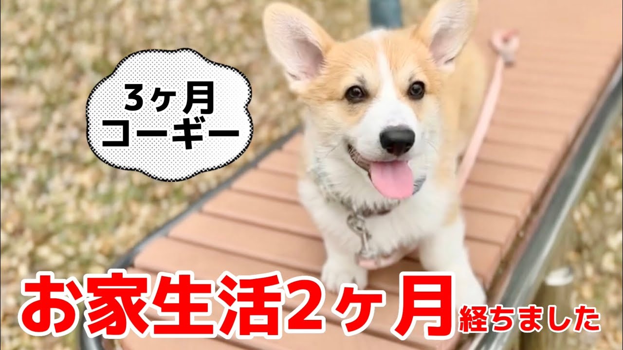 3ヶ月パピーコーギー🐶我が家に来て2ヶ月たちました。日に日に成長する家での様子1