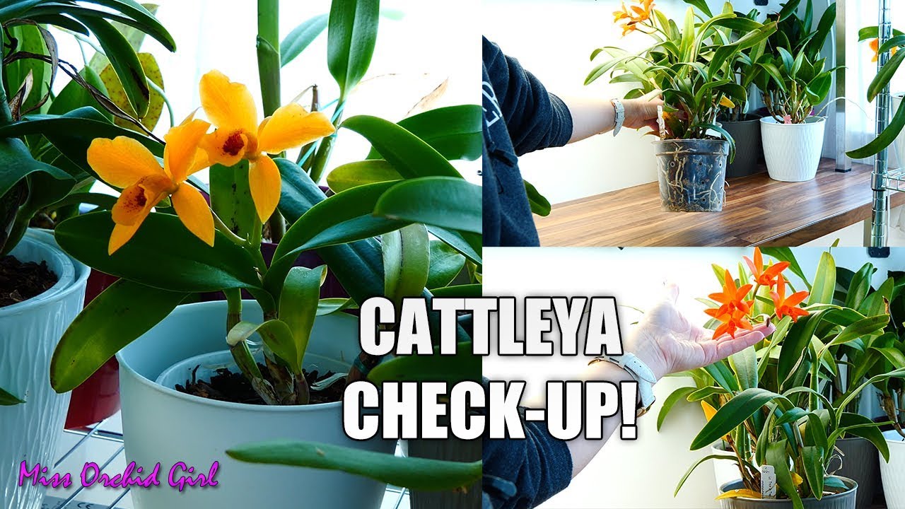 Cattleya Orchids routine check-up! - Join me on a tour of my collection! 🤗