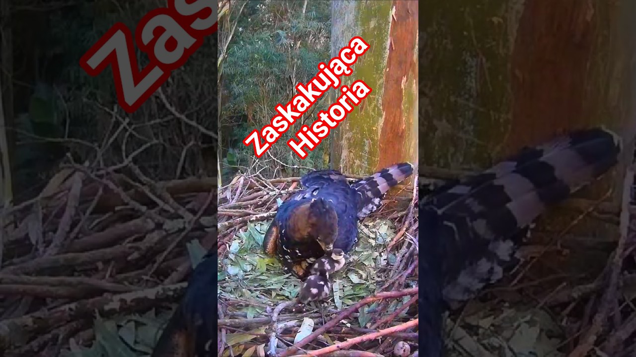 Najdziwniejsza historia z kamer przyrodniczych 🦅🐤: gęsi&oacute;wka w gnieździe wojownika wspaniałego!