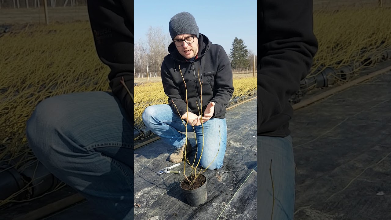 Young Blueberry plants pruning. www.sadzonkiborowki.com