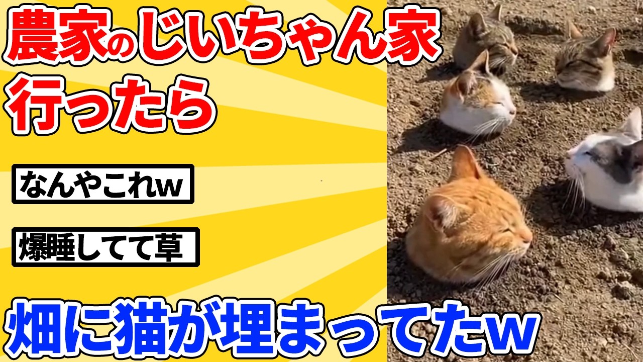 【2ch動物スレ】じいちゃん家の畑を見たらなんか埋まってたｗｗｗｗｗ