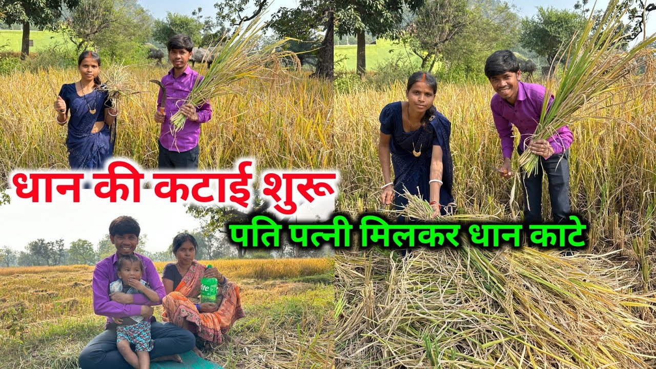 धान की कटाई शुरू | पति-पत्नी मिलकर धान काटे || #vijayriavlogs 