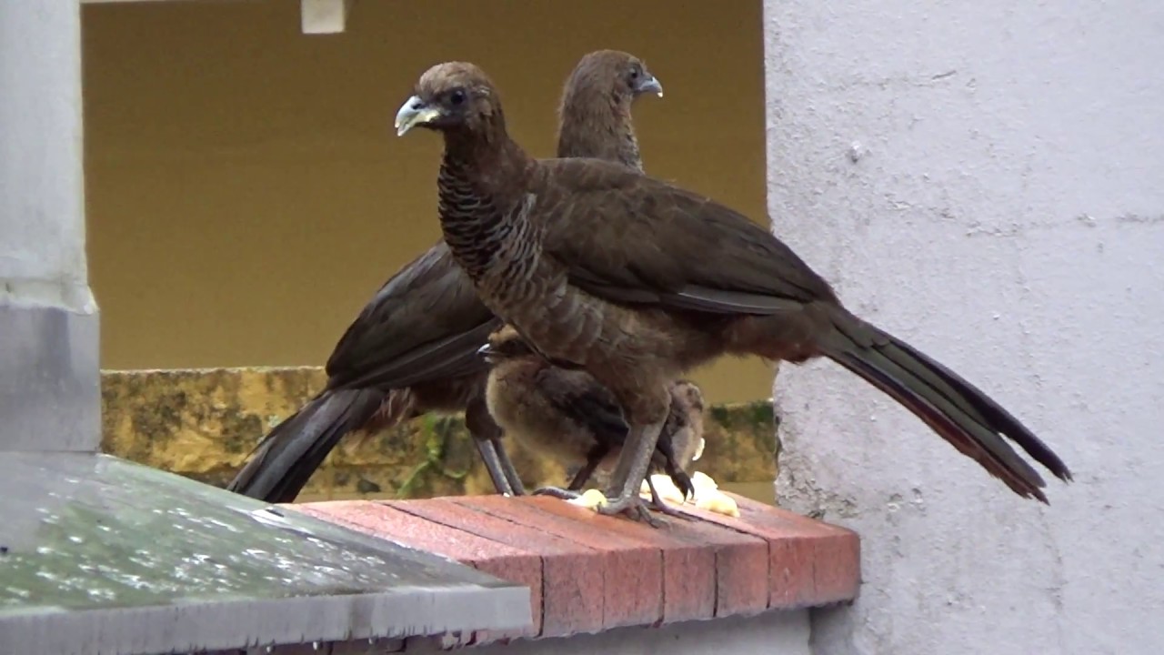 Casal de Aracuãs e seus três filhotes, em plena cidade.
