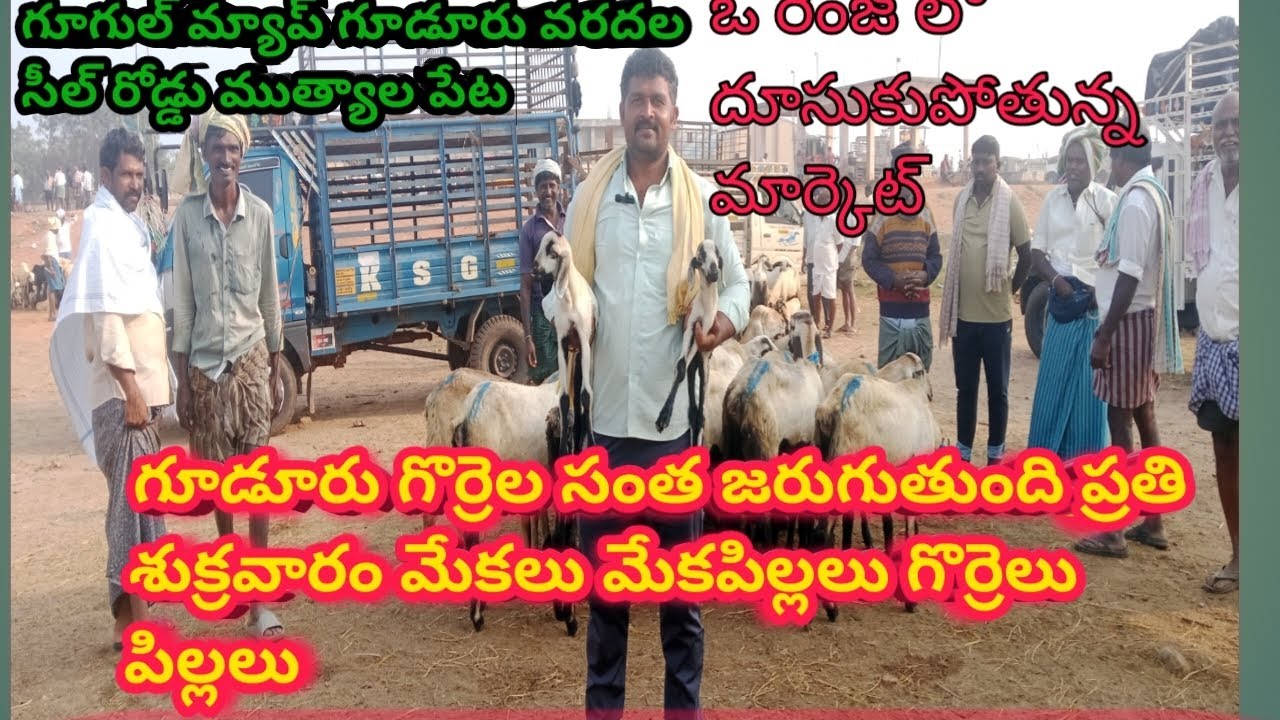 గూడూరు గొర్రెల సంత ,  మార్కెట్ ఇక్కడ గొర్రెలు మేకలు కోళ్లు.. #sheeps # sheeps marketing #gudur