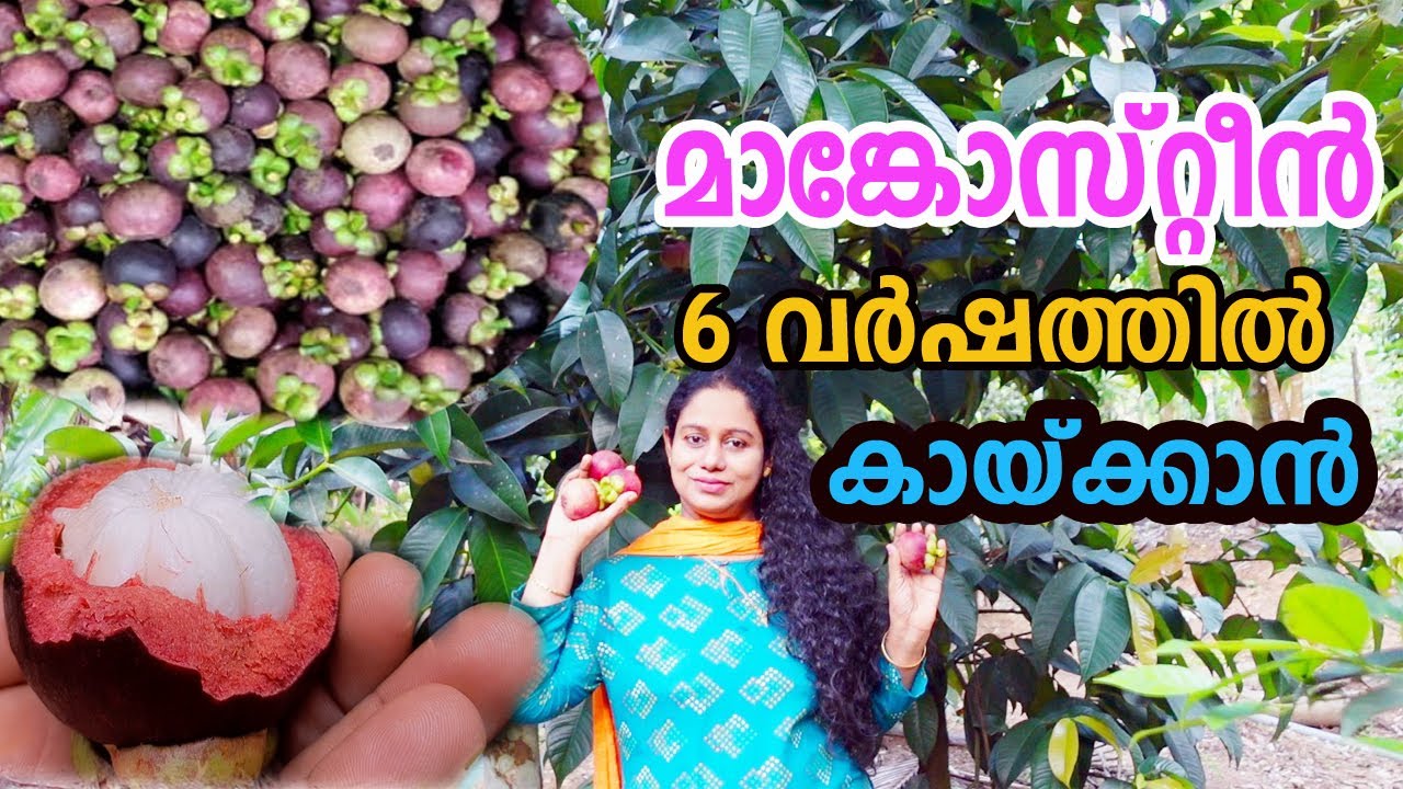മാങ്കോസ്റ്റീൻ 6 വർഷത്തിൽ കായ്ക്കാൻ ഇതുപോലെ ചെയ്താൽ മതി How to Grow Mangosteen Fruit Plant at Home