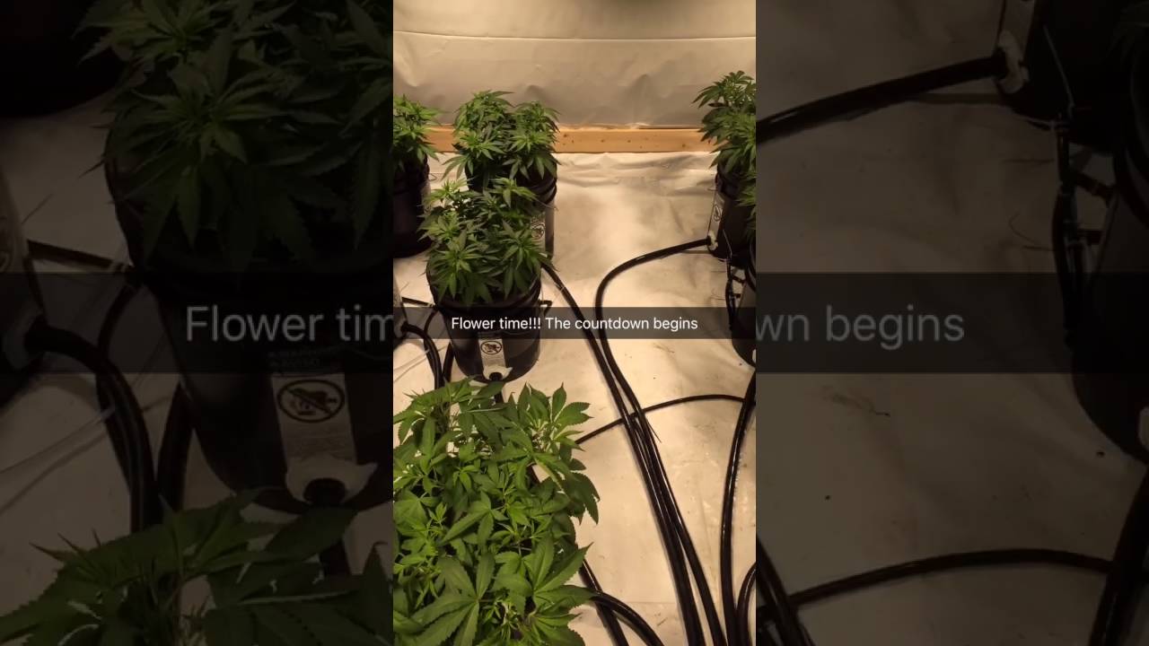 Blue Kush, Incredible Bulk, CBD Critical Cure, THC Bomb