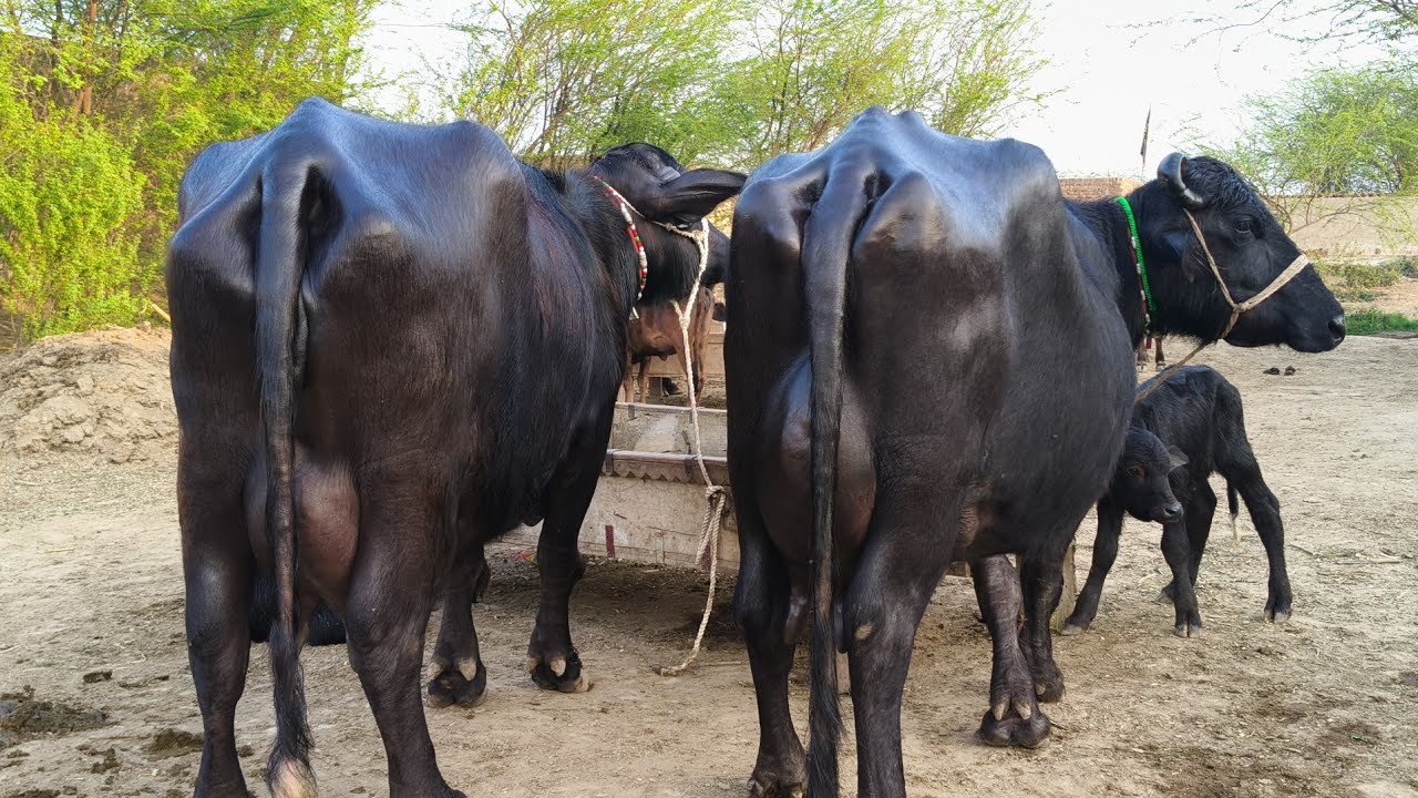 عاصم علی گجر407گ ب |03عددبھینسیں25فروری| Pure Neli, Nili Ravi Cross Buffalos for Sale on Eitfaaq Tv 