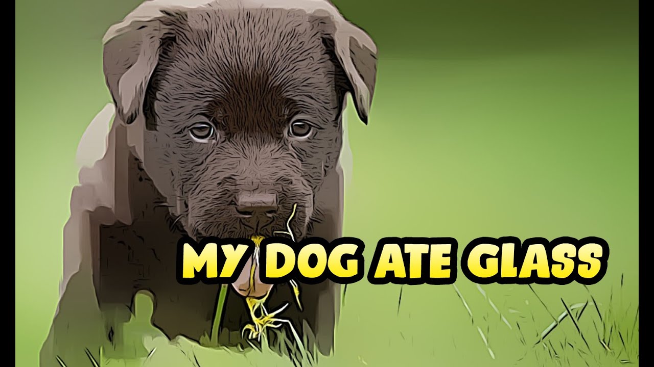 My Dog Ate Glass