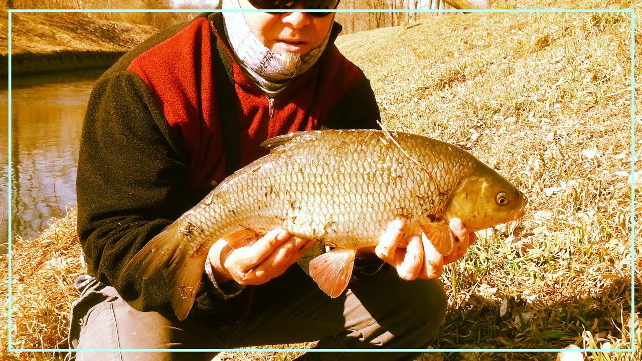 Jazie jak w akwarium. Przepływanka z chlebkiem tostowym. Marzec 2022 #wędkarstwo #floatfishing #ide