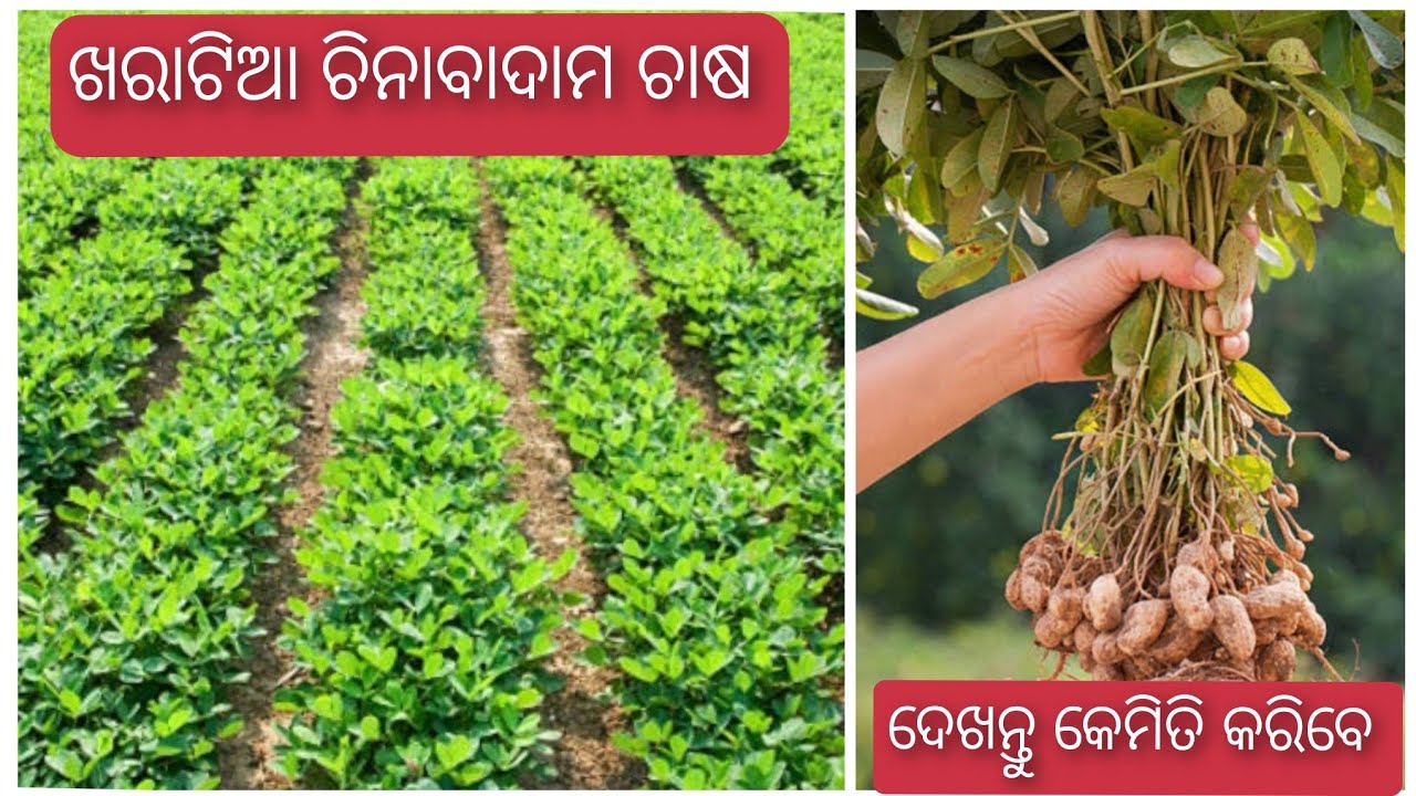 ଖରାଟିଆ ଚିନାବାଦାମ ଚାଷ ର ପ୍ରଣାଳୀ 