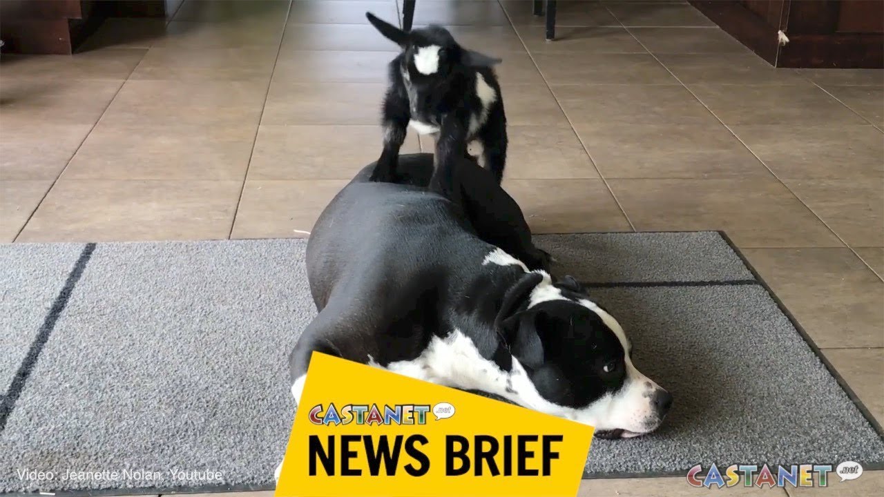 Baby goat plays with pitbull