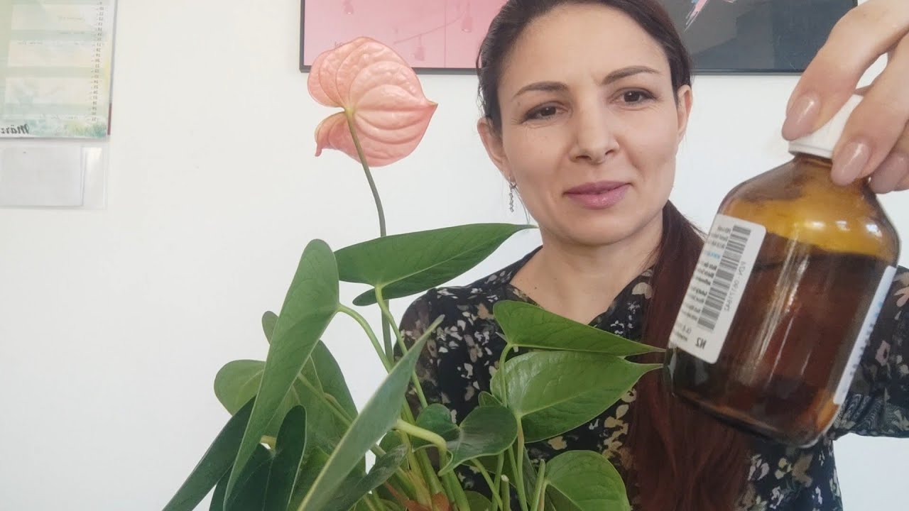 Как делить Антуриум? Как размножить Антуриум делением?