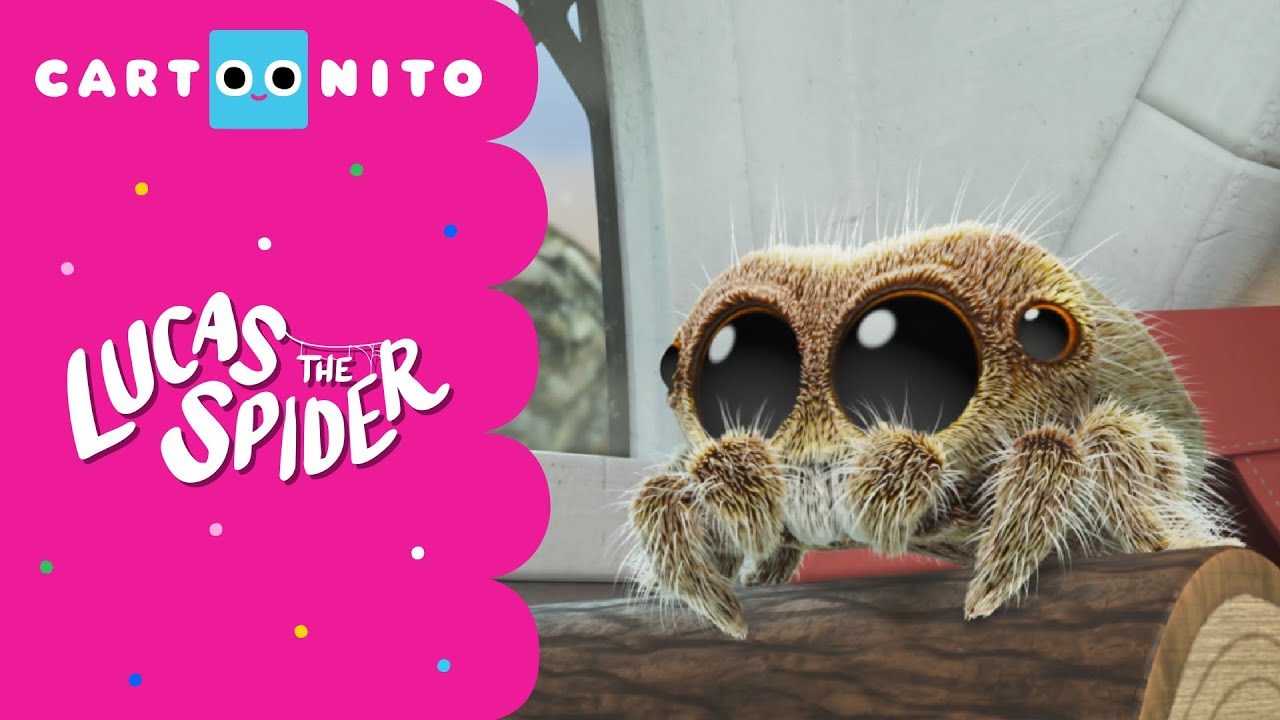 Maizie Hibernates! | Lucas The Spider | Cartoonito