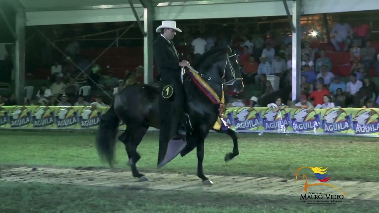 NOVEDOSO TROTE Y GALOPE