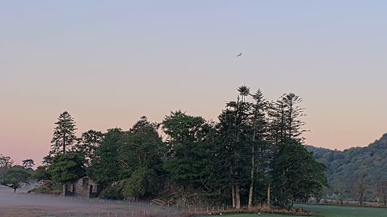 Brwydr Nyth Glaslyn yn Parhau - Glaslyn Nest Battle Continues 2025