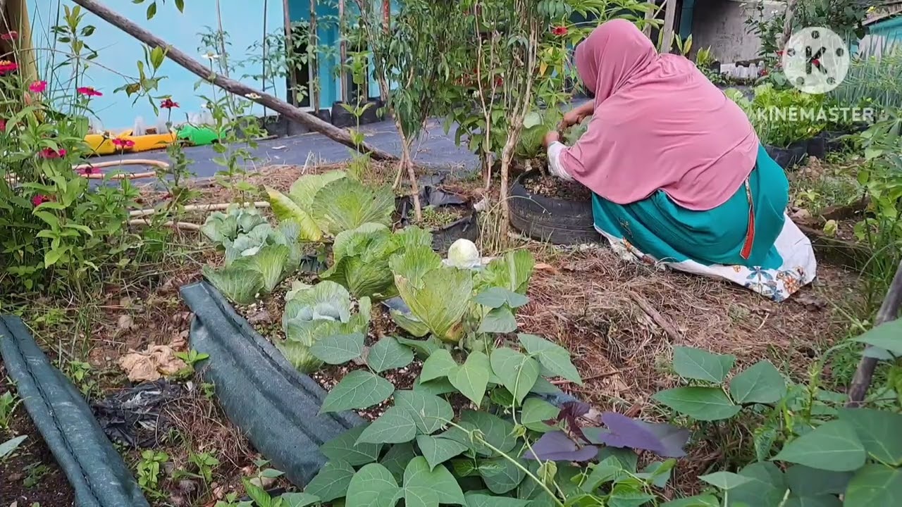 Petik Beberapa Sayuran 🌿🥬🌱dikebun samping rumah