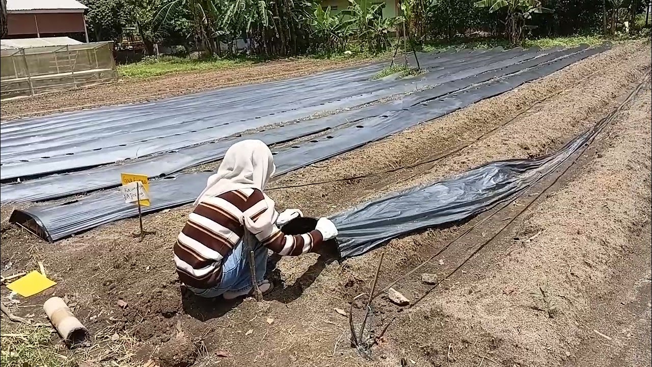 Nova soraya Budidaya Tomat Minggu ke 2